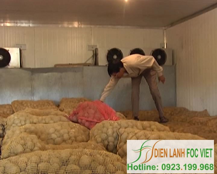 Kho lạnh bảo quản khoai tây giống|Quy trình bảo quản khoai tây giống bằng kho lạnh