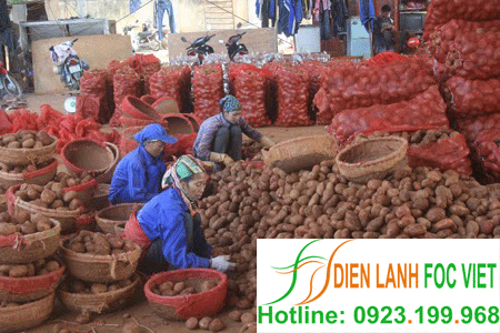 kho-lanh-bao-quan-khoai-tay-giong