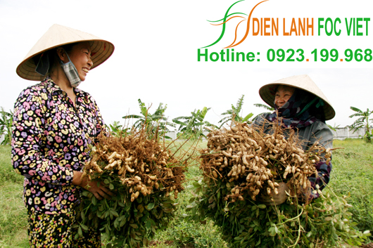 kho-lanh-bao-quan-lac-giong