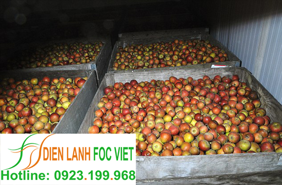 lap-dat-kho-lanh-bao-quan-tao