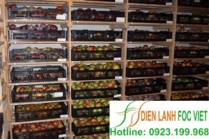 Bảo quản lạnh táo|Kho lạnh bảo quản táo