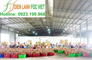 Quy trình bảo quản thanh long| Kho lạnh bảo quản thanh long Quy trình bảo quản thanh long| Kho lạnh bảo quản thanh long