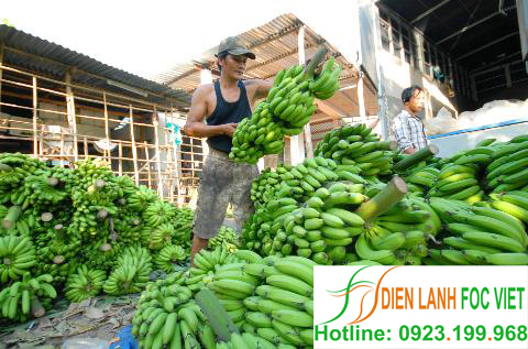 lap-dat-kho-lanh-bao-quan-chuoi