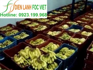 Phương pháp bảo quản chuối sau thu hoạch| Kho lạnh bảo quản chuối
