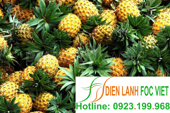 lap-dat-kho-lanh-bao-quan-dua