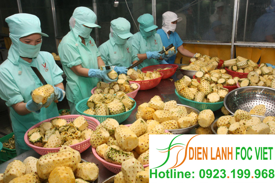 lap-dat-kho-lanh-bao-quan-dua