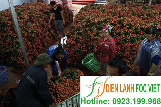 lap-dat-kho-lanh-bao-quan-vai