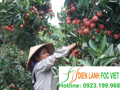 lap-dat-kho-lanh-bao-quan-vai