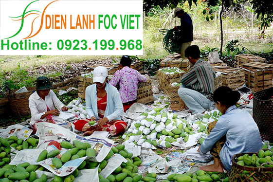 lap-dat-kho-lanh-bao-quan-xoai