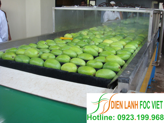 lap-dat-kho-lanh-bao-quan-xoai