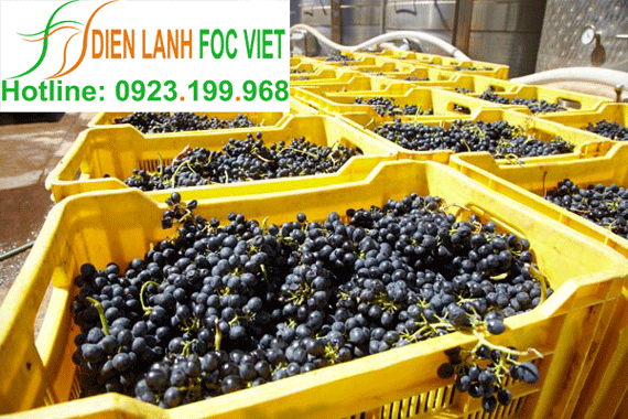 lap-dat-kho-lanh-bao-quan-nho-tuoi